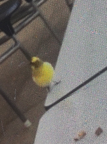 canari — Bild 4