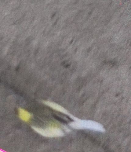 canari — Bild 3