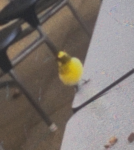 canari — Bild 2