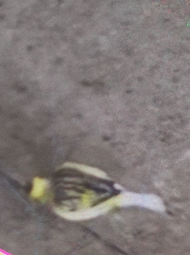 canari — Bild 1