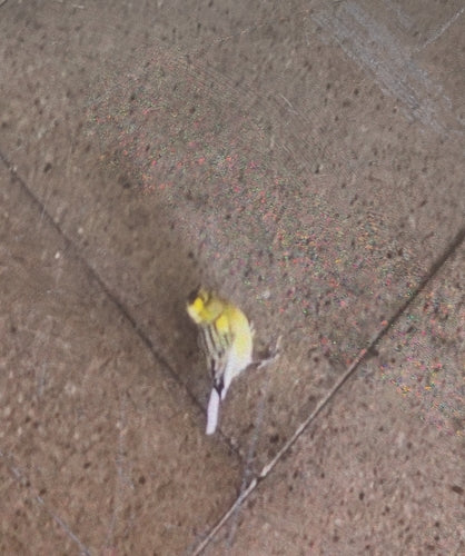 canari — Bild 5