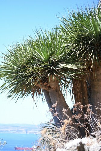 Dragonnier des Canaries — Bild 2