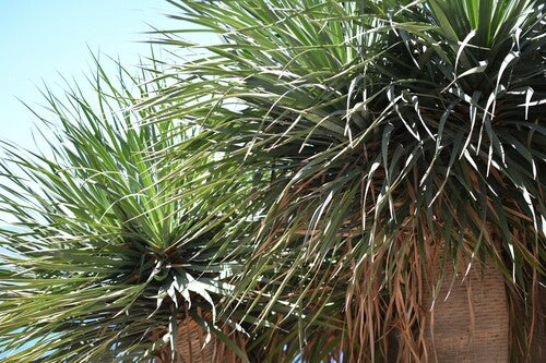 Dragonnier des Canaries — photo 5 sur 10
