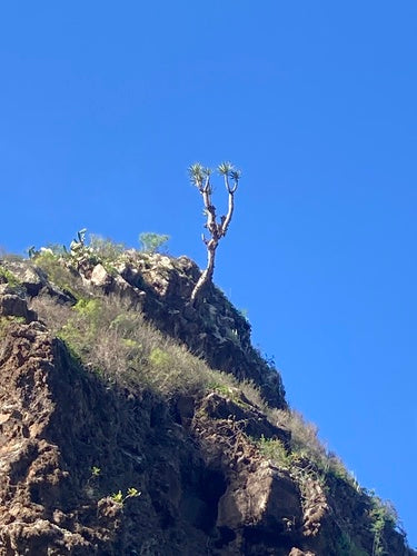 Dragonnier des Canaries — Bild 5