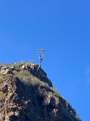 Dragonnier des Canaries — Bild 4