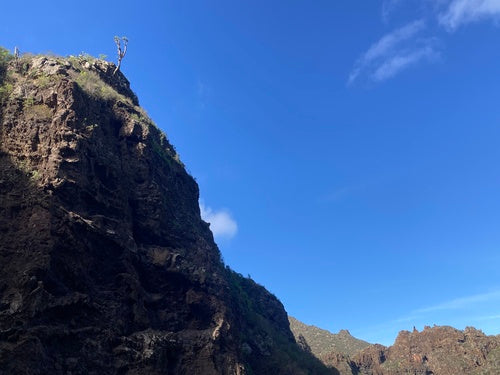 Dragonnier des Canaries — Bild 3