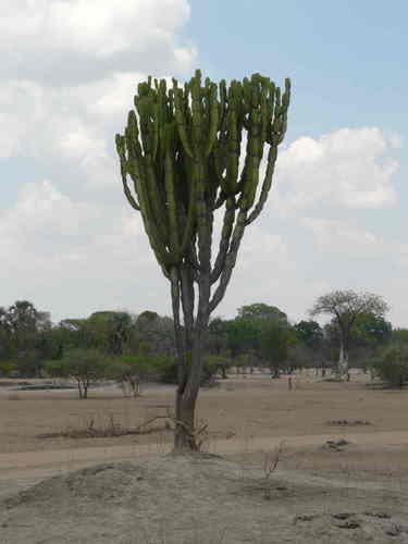 Euphorbe candélabre — Bild 4