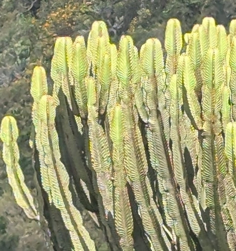 Euphorbe candélabre — Bild 2