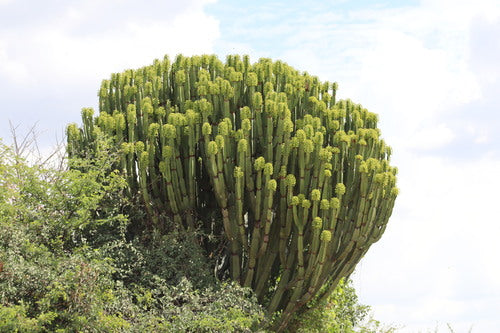 Euphorbe candélabre — photo 2 sur 8