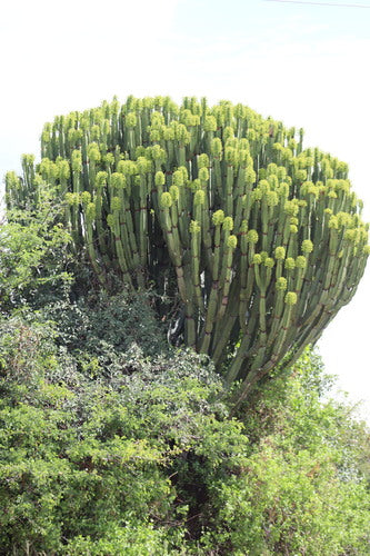 Euphorbe candélabre — Bild 5