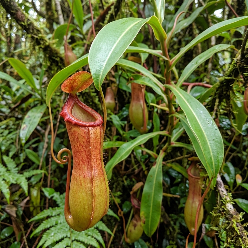 Pichet (hybride) (Nepenthes ventrata), illustration IA