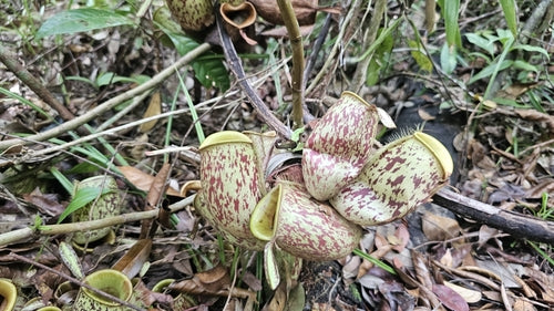 Plante à pichet — Bild 5