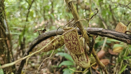 Plante à pichet — Bild 4