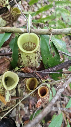Plante à pichet — Bild 3