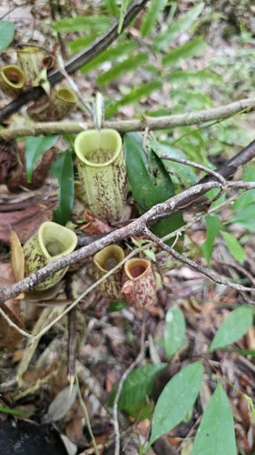 Plante à pichet — Bild 2