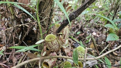 Plante à pichet — Bild 1