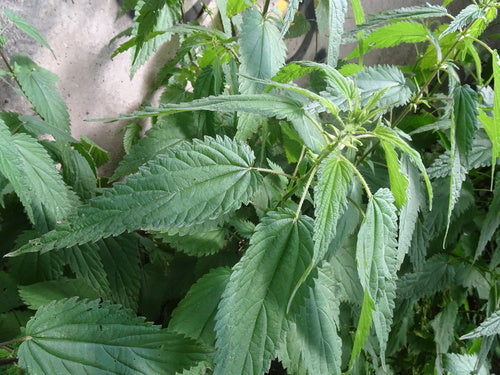 Fleurs de tireur — Bild 4