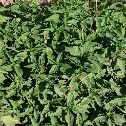 Fleurs de tireur — Bild 3