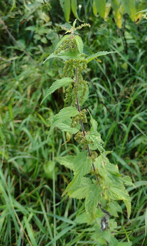Fleurs de tireur — Bild 2