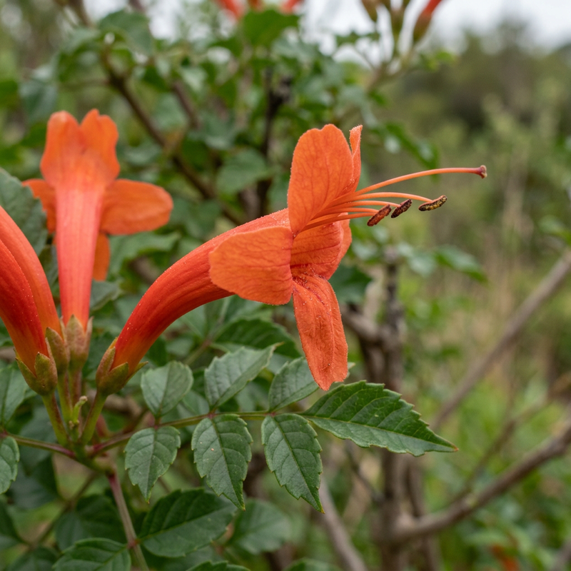 Kap-Hohnblume (Tecoma capensis), illustration IA