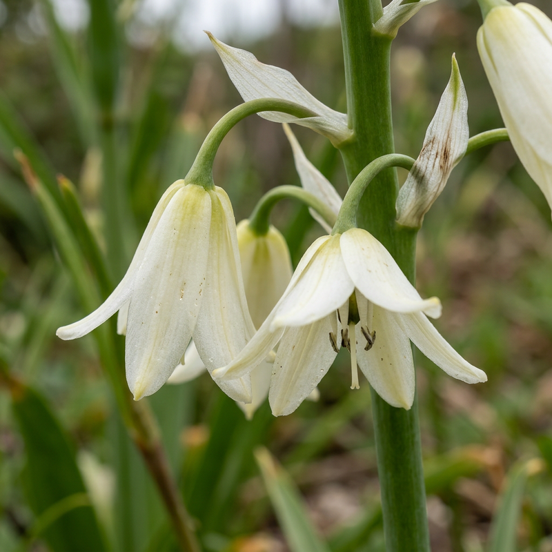 Jacinthe du Cap (Ornithogalum candicans), illustration IA