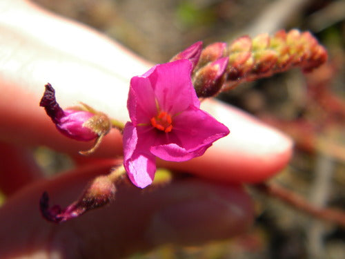 Droséra du Cap — Bild 5