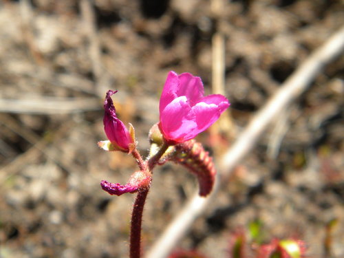 Droséra du Cap — Bild 4
