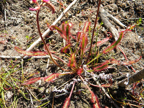 Droséra du Cap — Bild 3