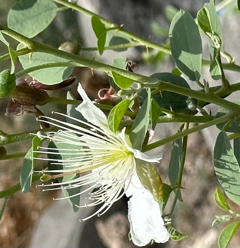 Câprier — Bild 2