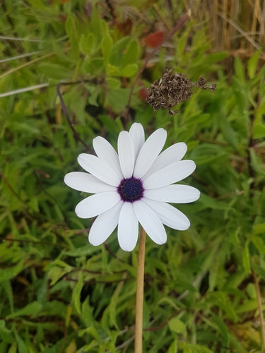 Marguerite du Cap — Bild 3