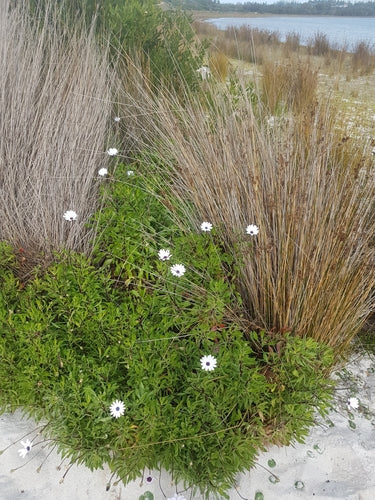 Marguerite du Cap — Bild 2