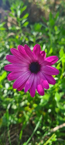 Marguerite du Cap — Bild 5
