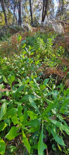 Marguerite du Cap — Bild 4