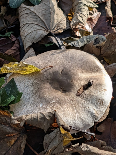 Champignon carbolique — photo 5 sur 11