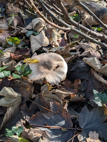Champignon carbolique — photo 4 sur 11
