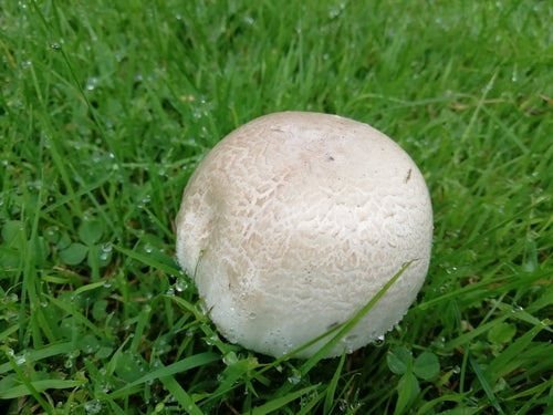Champignon carbolique — Bild 5