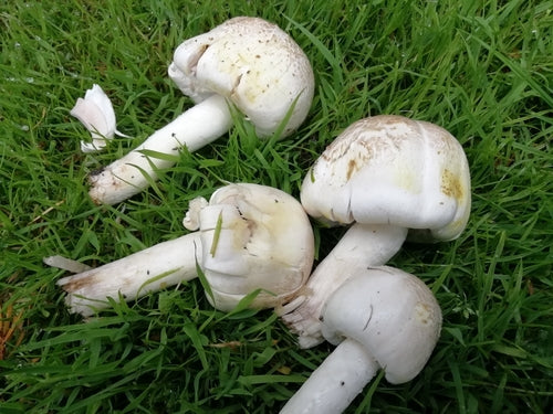 Champignon carbolique — Bild 4