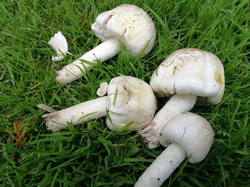Champignon carbolique — Bild 3