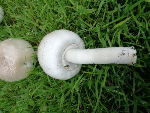 Champignon carbolique — Bild 2