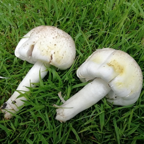 Champignon carbolique — Bild 1