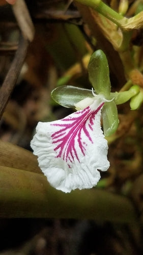 cardamome — Bild 1