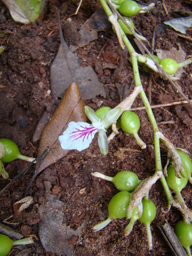 cardamome — Bild 4