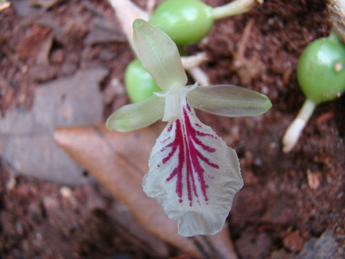 cardamome — Bild 3