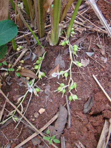cardamome — Bild 2