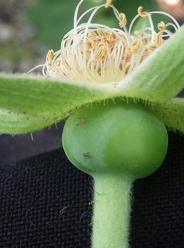 Rose de pomme de terre — Bild 5