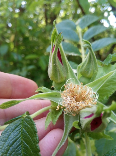 Rose de pomme de terre — Bild 2