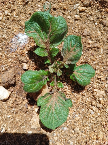 Pomme de terre — Bild 3