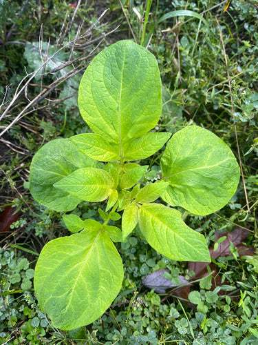 Pomme de terre — Bild 4