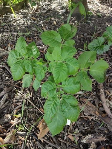 Pomme de terre — Bild 5