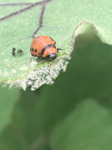 Doryphore de la pomme de terre — Bild 3